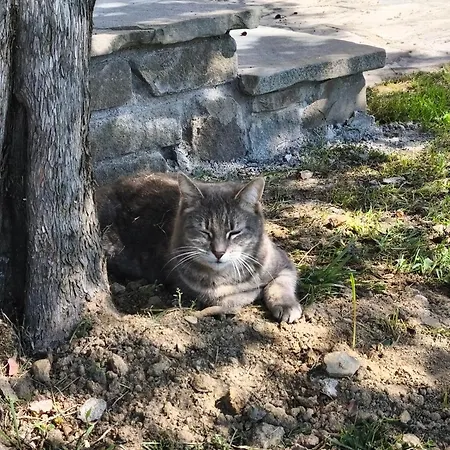 Casa Manu Oda ve Kahvaltı Loro Ciuffenna
